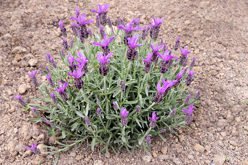 Spanish lavender or lavandula stoechas bush. French or topped lavender flowering plant. Spring purple flower spikes and silvery leaves.