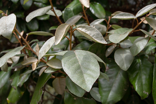 Elaeagnus ebbingei or silverberry or oleaster ornamental shrub