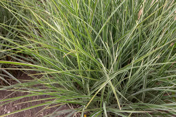 Miscanthus sinensis variegatus or variegated silver grass plant