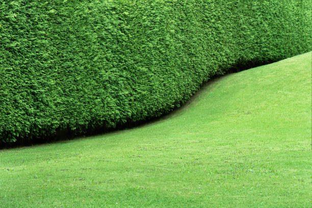トゥジャと滑らかな緑の芝生の起伏のある連続した壁の形でヘッジのビュー。植物の成長中の茂みの形成。コンセプトの背景、テクスチャ、植物ケア、剪定切断 - bush landscape landscaped scenics ストックフォトと画像