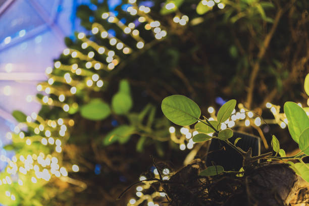 istock Leaves of side branches on a tree with light bulbs at night 1310429406