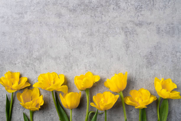 koncepcja dzień matki powitanie wakacje z żółtym bukiet tulipan na szarym tle - mothers day tulip yellow greeting card zdjęcia i obrazy z banku zdjęć