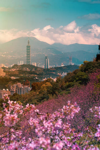 istock Cherry blossom with Taipei cityscape in spring, Taiwan 1310431462