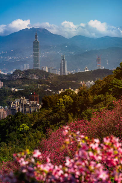 istock Cherry blossom with Taipei cityscape in spring, Taiwan 1310431478