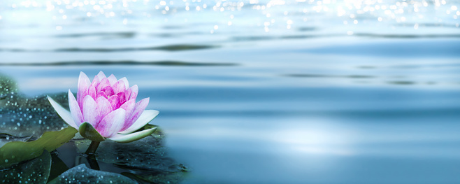 closeup of a graceful pink water lily on smoothy water surface in sunlight, water lily isolated in a pond, idyllic spa wellness background concept with copy space