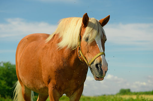 The flock of the flies is flying near the horse in outdoors.