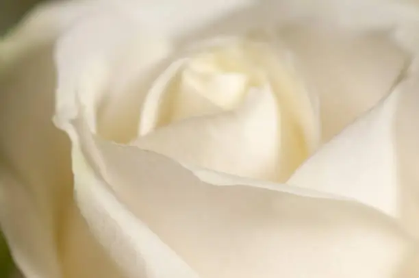 Photo of Rose flower fragment macro shot