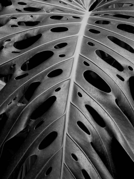 istock dark monochrome image of a large tropical leaf with holes 1310431962