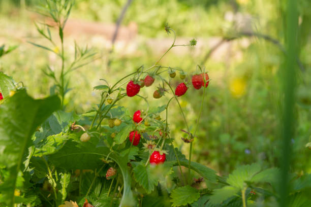 夏のイチゴの植物に赤熟したイチゴベリー - wild strawberry ストックフォトと画像