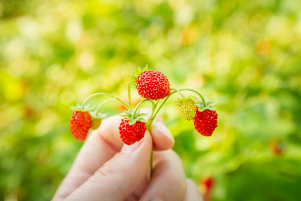 赤い熟したイチゴを女の子の手に。あなたの手のひらの中の夏の味 - wild strawberry ストックフォトと画像