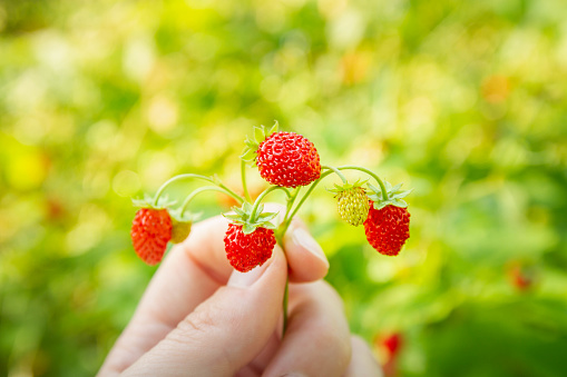 Red ripe strawberries in the girl's hand. The taste of summer in the palm of your hand.