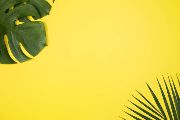 istock Tropical palm leaves isolated on bright yellow background. 1310432541