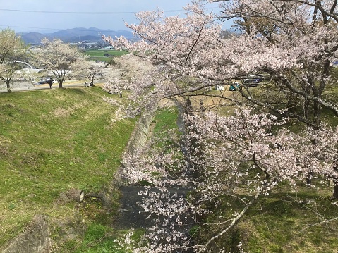 Cherry blossoms in Kamagatani Park