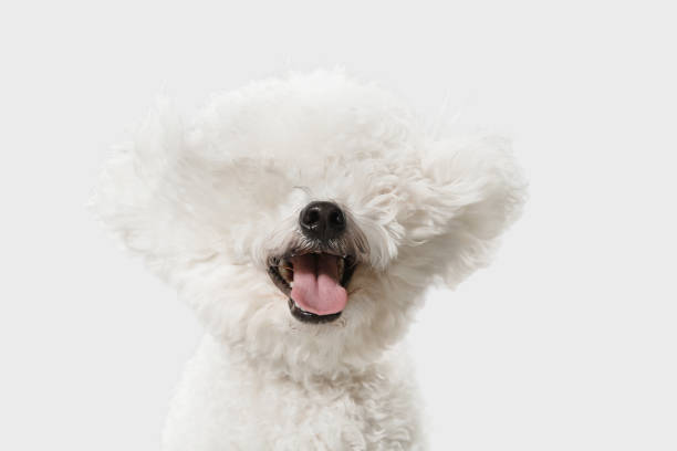 istock Little cute dog Bichon Frise posing isolated over white background. 1310433234