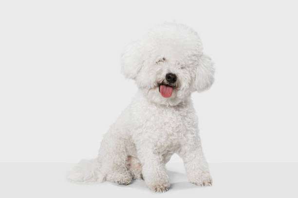 istock Small funny dog Bichon Frise posing isolated over white background. 1310433238