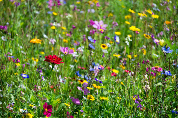野生の花でいっぱいのカラフルな夏の牧草地 - herb flower head flower wildflower ストックフォトと画像