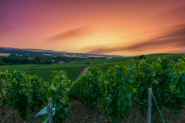 Sauternes Vineyards in France. The ChAteau d'Yquem is one of the most famous vineyards in the world, it produces white wines that are among the most expensive wines. It is known primarily for its sweet wine.The estate is located in Sauternes, a small town southeast of Bordeaux. It is the only commodity of Bordeaux, on the occasion of the classification of 1855 enjoys an official status as Premier Grand Cru Superieur.'