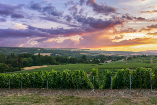 istock Row vine grape in champagne vineyards at montagne de reims 1310435768