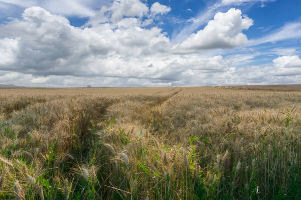 istock Beautiful rural scene of barley fields in sunset time 1310435859