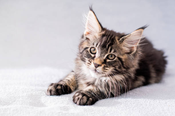 istock Maine Coon tabby kitten lies on light fluffy blanket 1310437125