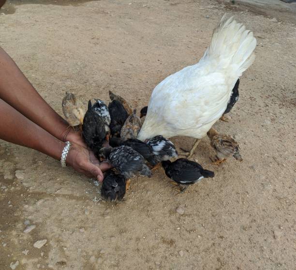 istock Chicken and it's chicks eat kernels in men hands 1310437235
