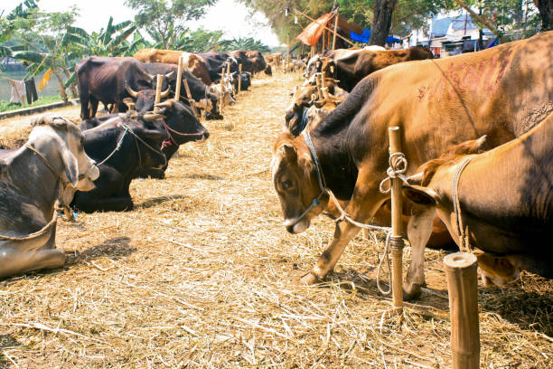 istock a herd of cows for the Eid al-Adha sacrifice 1310437398