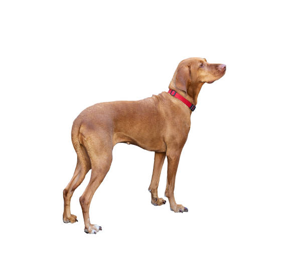 Hungarian Shorthaired Pointing Dog (Vizsla) isolated on white