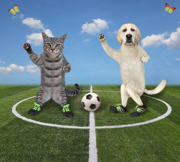 istock Cat and dog playing soccer 3 1310440236