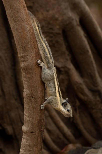 istock Himalayan striped squirrel climbing down from a tree looking into a distance 1310440258