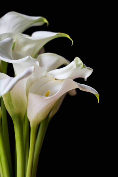 istock Calla lily, delicate white arum lily on a black background. 1310441213