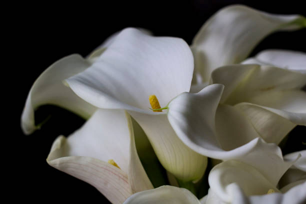 istock Calla lily, delicate white arum lily bouquet on a black background. 1310441226