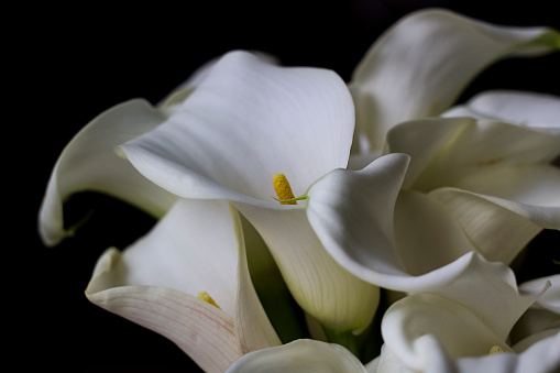 Blooming flowers of a White Lily, botanically known as Lilium Candidum in close-up
