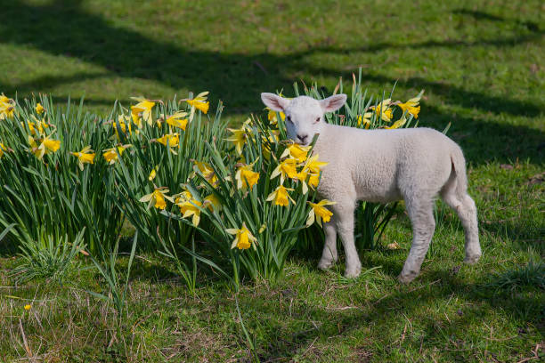 Lamb enjoying the sun in spring in a flowerfield Daffodils