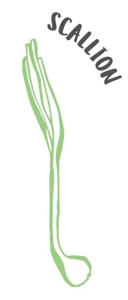 Vector illustration of Green onion or scallion hand painted with ink brush isolated on white background