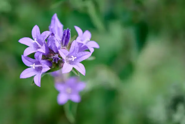 Delicate purple flowers on a blurred green background. Plants of the family Campanulaceae.