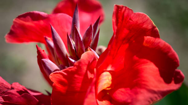 istock Red Canna flower (canna lily, Canna edulis). Bright petals and graphic buds. 1310442806