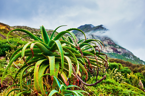 Aloe in foreground, cloud-covered mountain in the background.
