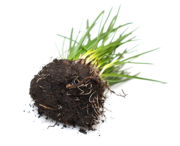 istock Green grass showing roots isolated on white 1310444052
