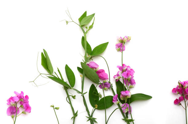 istock lathyrus flowers nature blooming isolated white 1310444074