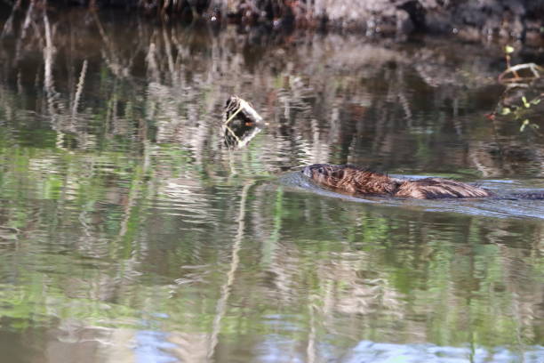 nutria - rattenfaenger hall fotografías e imágenes de stock