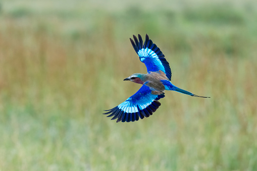 Lilac Breasted Roller, coracias caudatus, beautiful bird in Africa, Tanzania. National bird of Kenya.