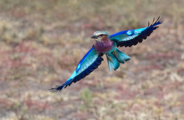 rullo dal petto lilla in volo - ghiandaia marina pettolilla foto e immagini stock