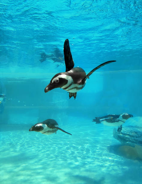 pingüino africano bajo el agua - jackass penguin penguin zoo swimming animal fotografías e imágenes de stock