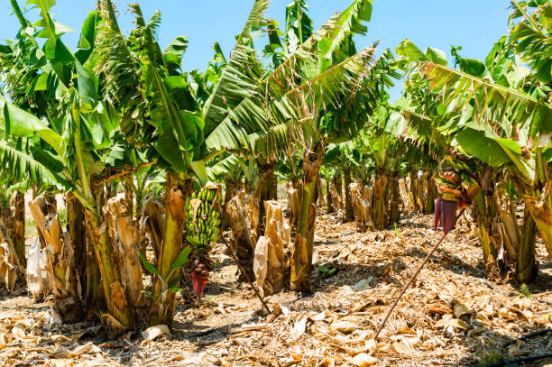 istock fruiting banana plantation 1310448296