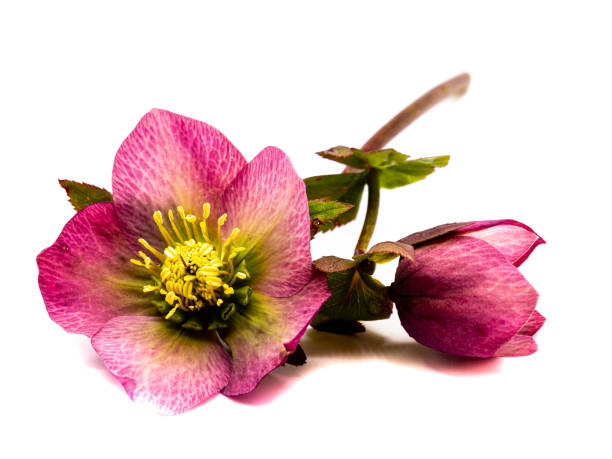 Christmas rose isolated on white background Christmas rose isolated on white background hellebore stock pictures, royalty-free photos & images