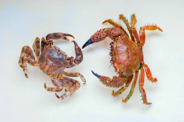 istock two Mediterranean crab on a homogeneous background 1310449278
