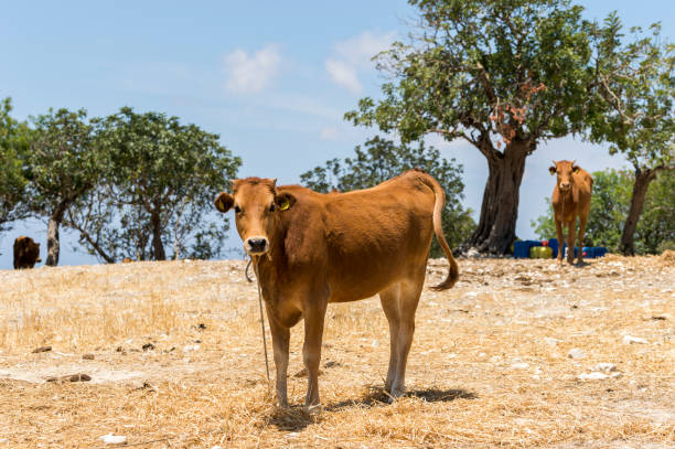 istock cows in the summer near the olive trees 1310449345