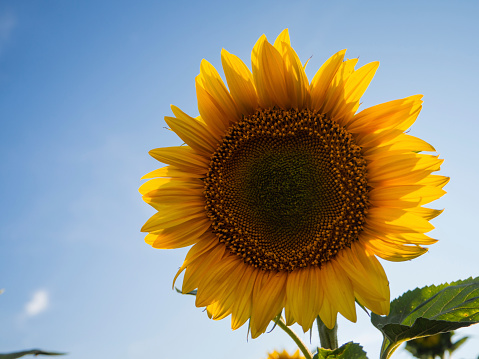 Close-up of a beautiful yellow sunflower flower against a blue sky with small white clouds, there is space for text.
