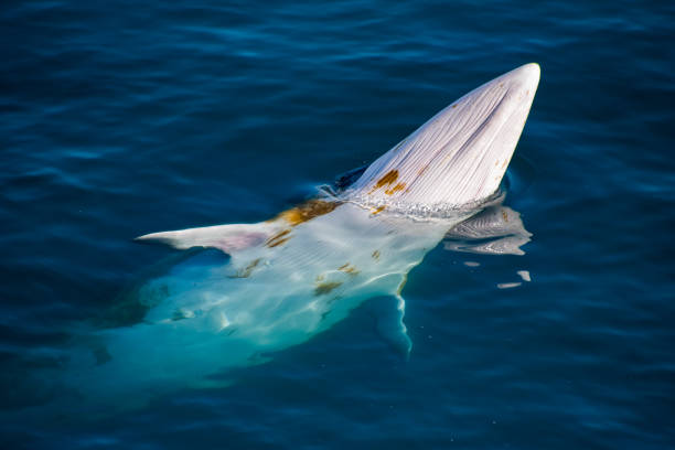 istock Whale swimming in Neko Harbour 1310449513