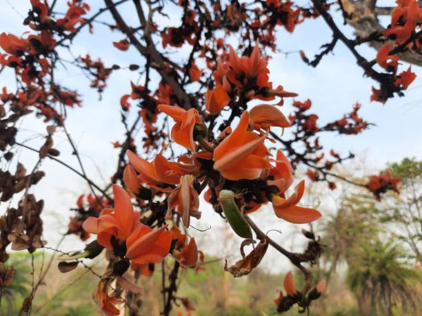 istock Orenge flowers of Butea monosperma. 1310449634